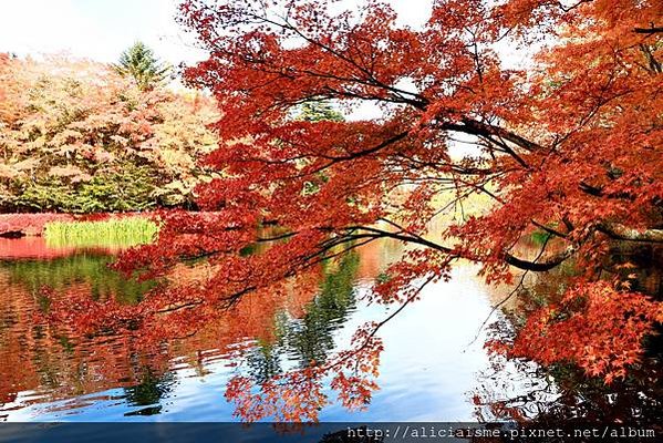 【長野縣】雲場池～輕井澤最浪漫的池畔楓景