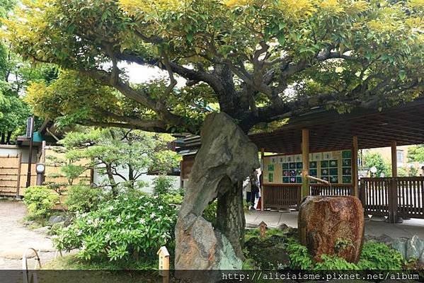 【東京都】清澄庭園：下町風情的日式庭園裏，品咖啡找四季