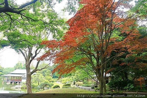 【東京都】清澄庭園：下町風情的日式庭園裏，品咖啡找四季