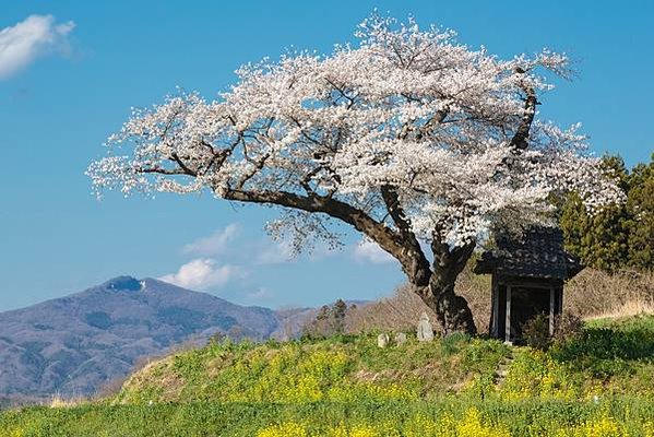 【福島縣｜田村市】田村美櫻88景，白天鐘乳洞探險，夜晚與閃爍