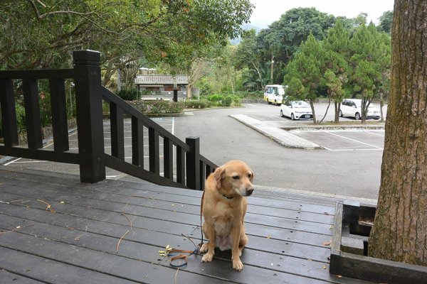 狗狗健行〉新竹峨嵋．水濂橋步道．壺穴．糯米橋