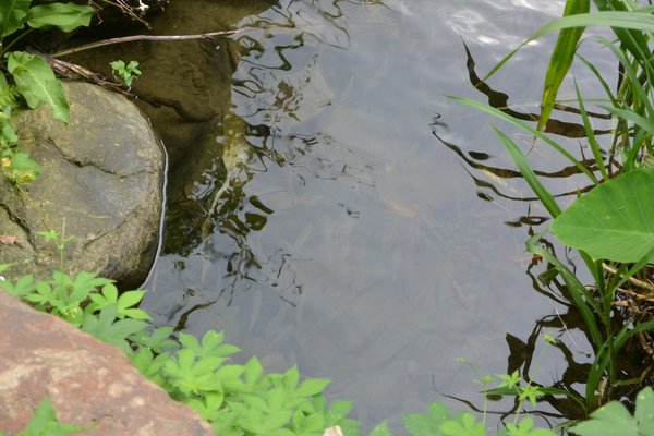 狗狗健行〉苗栗南庄．蓬萊溪護魚步道．南庄射箭場．南庄老街（桂