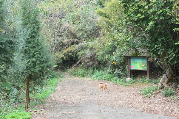 狗狗健行〉新竹芎林．文林生態古道（路線２）．芎林國小