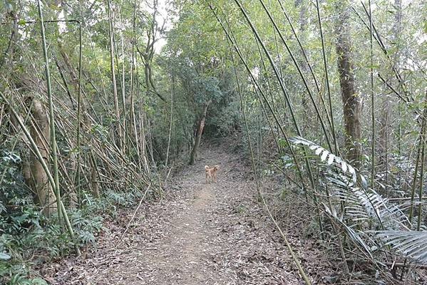 狗狗健行〉新竹芎林．文林生態古道（路線３）．庭芳麵食館