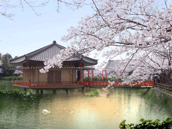 櫻花動圖.gif