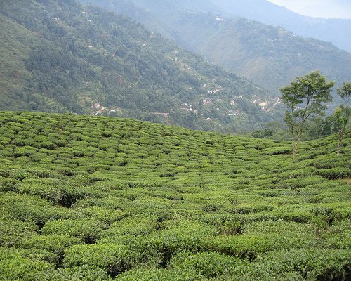 darjeeling_06-23-2008