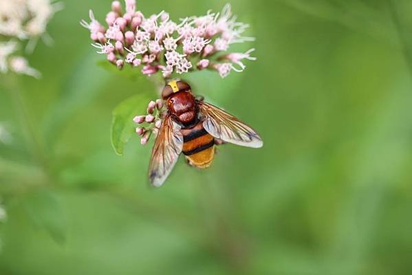 hoverfly-4573997_1920