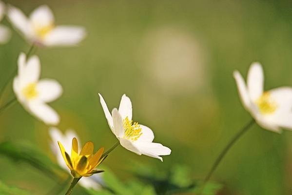 wood-anemone-4112178