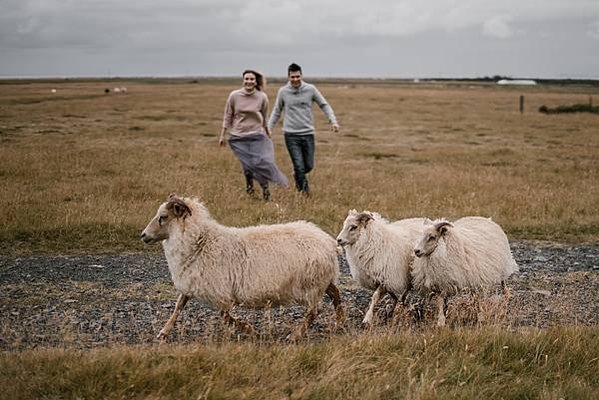 herd-of-sheep-grazing-in-pasture-with-happy-young-couple-on-4530068