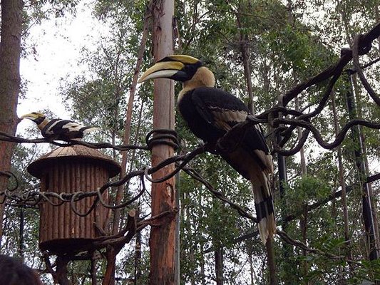 長隆野生動物園