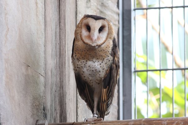 草鴞2011年初生個體(female).JPG