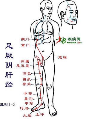 足厥陰肝經.jpg