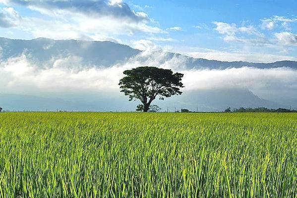 台東景點推薦｜台東伯朗大道幾月去？藍霆自行車出租 稻田間騎行