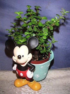 Elephant bush5.jpg