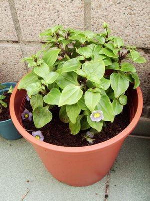 紫芳草