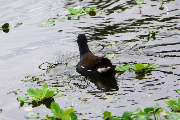 臺北好地方～大安森林公園&amp;永康隨走