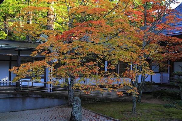 和歌山秋之詩  高野山蛇腹路 金剛峯寺 紅葉溪庭園  瀞峽 