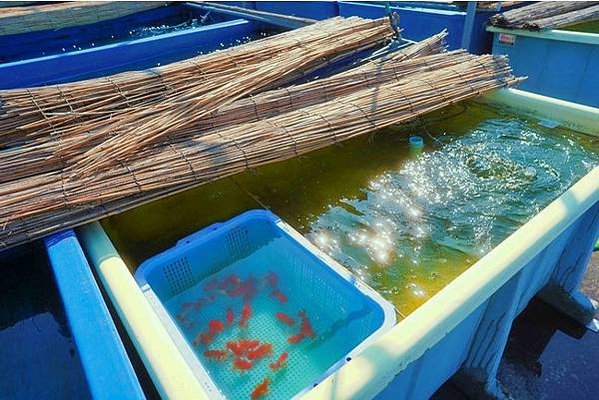 大和郡山  金魚之里