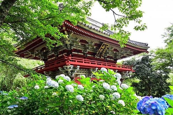 茨城繡球花寺 雨引觀音  二本松寺 保和苑 水戶八幡