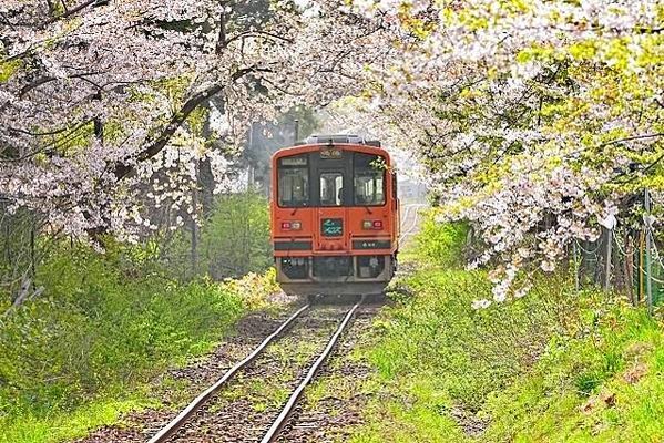 五所川原市  蘆野公園的櫻花