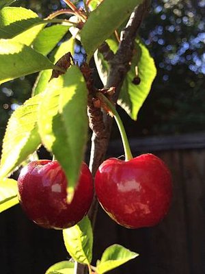 Mother&apos;s Day Gift &amp; Cherry Picking at Backyard (2).jpg