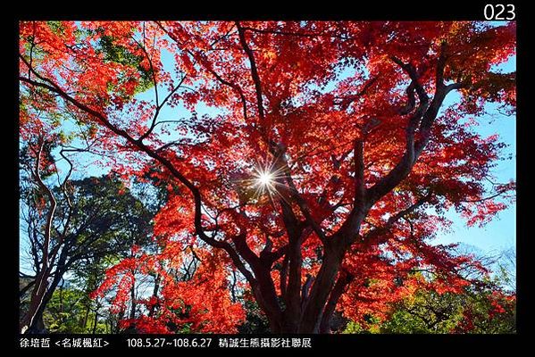&lt;惠的最愛&gt; 攝影教學~歷屆精誠中學生態攝影社聯展