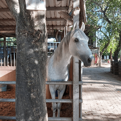 鯤喜灣親水公園 台南親水公園 台南南區親水公園 海邊 台南 遛狗 台南市立馬術場 台南馬場 馬