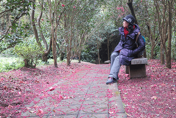 北台灣賞櫻系列-天元宮/平菁街/大熊櫻花林/陽明山國家公園/