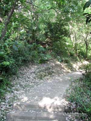 2009-油桐02