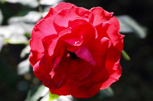 1莫西蒂絲（小紅帽）.jpg