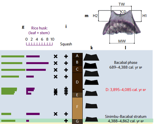 短篇 亞馬遜4000年前，也馴化過自己的稻