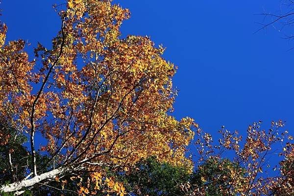 台灣十大神木排行/溪頭千年神木倒塌/樹齡超過2500年的紅檜