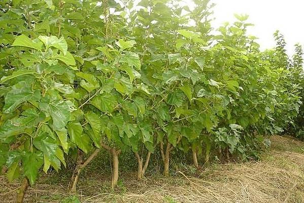 「蠶示」的祭祀-，換言之，被視為神靈化身，甚至有學者認為蠶是