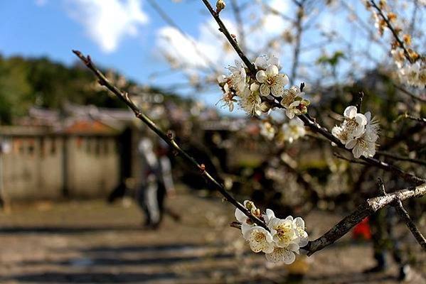 金廣福天水堂2020年三十、正月初二敬阿公婆+老屋風華三甲子