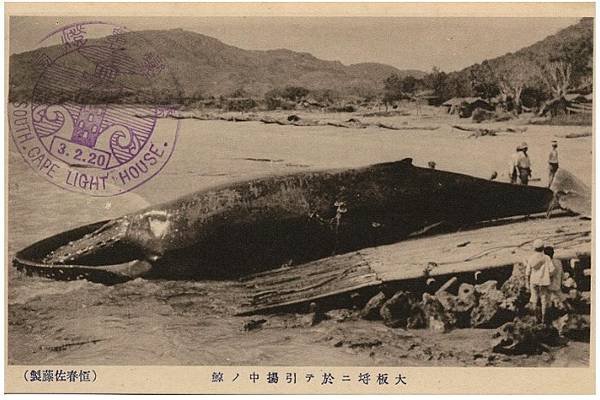 台灣的捕鯨歷史1920-1942-當時的台灣總督府或許是具永