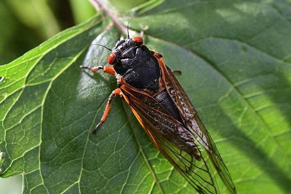 世界上壽命最長的昆蟲-蟬-美國221年一次的「蟬爆日」，13