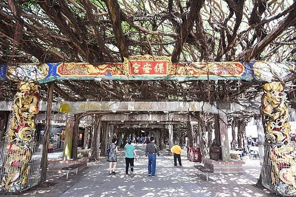 通樑古榕-澎湖最大神木有150-300歲以上的高齡/日治時期