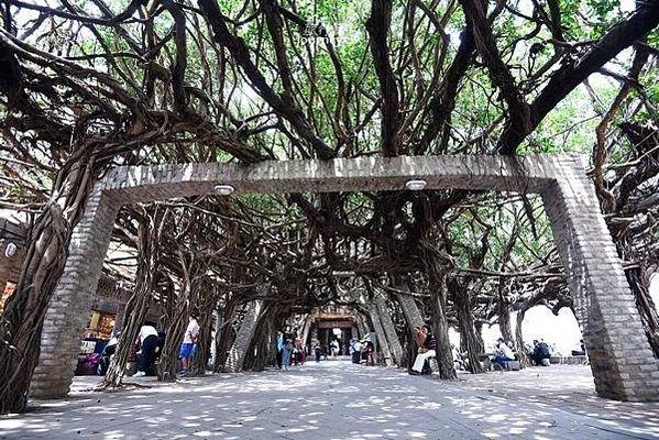 通樑古榕-澎湖最大神木有150-300歲以上的高齡/日治時期