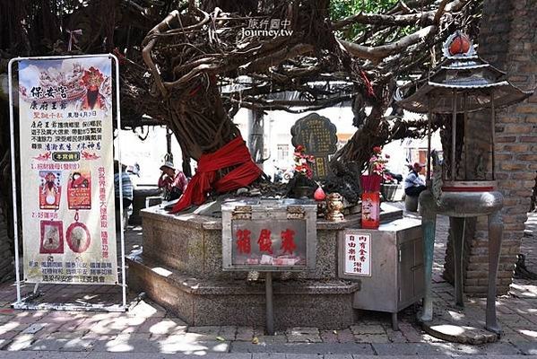 通樑古榕-澎湖最大神木有150-300歲以上的高齡/日治時期