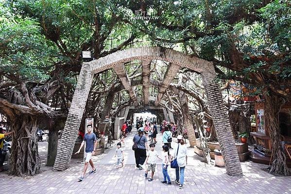 通樑古榕-澎湖最大神木有150-300歲以上的高齡/日治時期