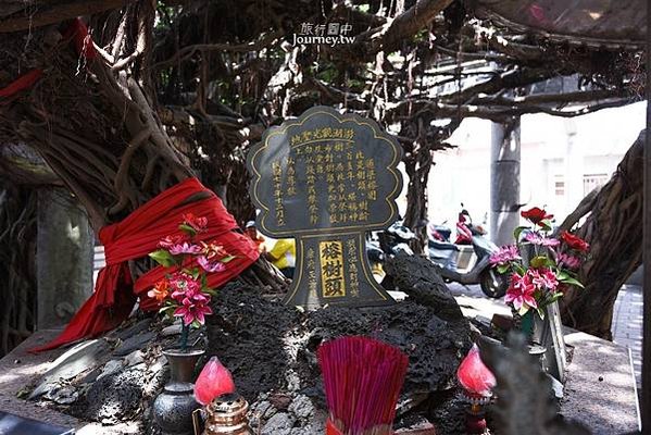 通樑古榕-澎湖最大神木有150-300歲以上的高齡/日治時期