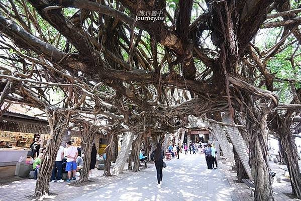 通樑古榕-澎湖最大神木有150-300歲以上的高齡/日治時期
