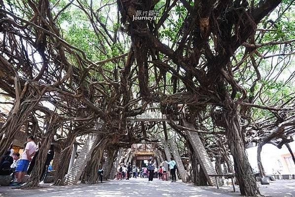 通樑古榕-澎湖最大神木有150-300歲以上的高齡/日治時期