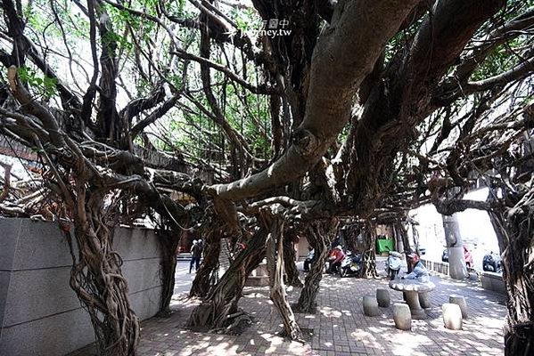 通樑古榕-澎湖最大神木有150-300歲以上的高齡/日治時期