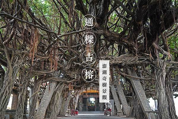 通樑古榕-澎湖最大神木有150-300歲以上的高齡/日治時期