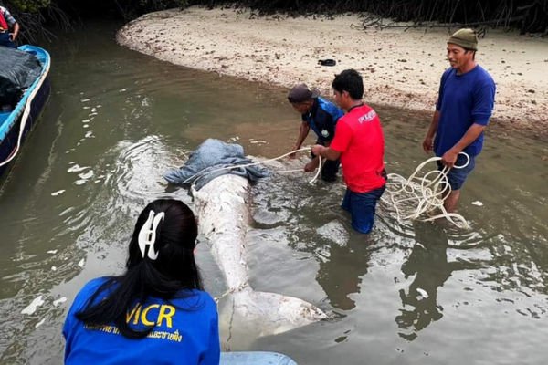 美人魚微電影+勵馨執行長紀惠容表示，台灣青少女生育率高達千分