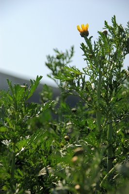 澎湖茼蒿