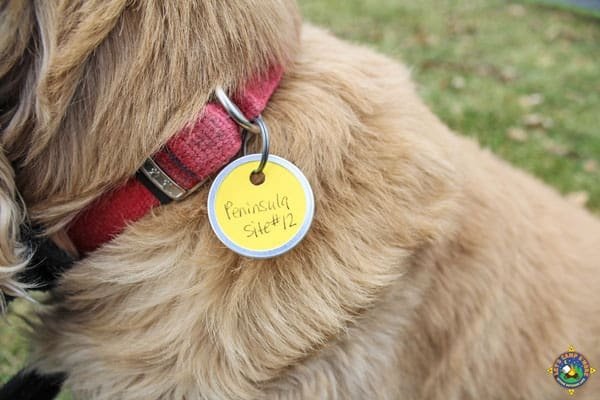 Custom-Dog-Tag-on-Dog-Collar