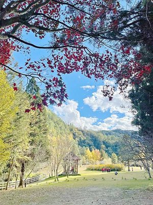 武陵農場 一年四季風景不打烊，武陵四秀賞櫻賞楓-柳杉步道