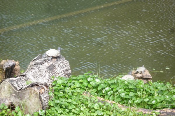 大安森林公園